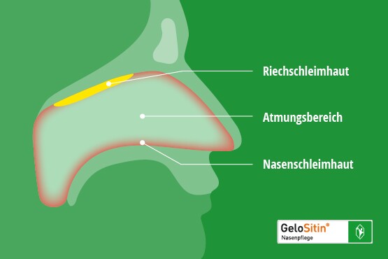 Die Funktionen der Nasenschleimhaut mit der Riechschleimhaut, dem Atmungsbereich und der Nasenschleimhaut