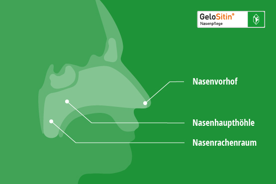 Die Nase – Anatomie & Funktion | GeloSitin® Nasenpflege